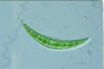 Closterium dianae