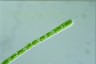 Cylindrocystis