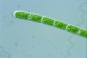 Cylindrocystis