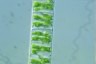 Spirogyra