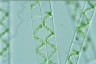 Spirogyra