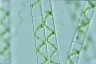 Spirogyra