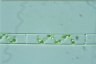 Spirogyra