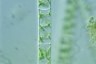 Spirogyra