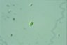 Oocystis