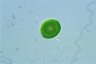 Oocystis