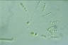 Mischococcus confervicola