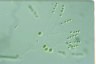 Mischococcus confervicola