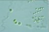 Mischococcus confervicola