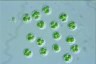 Coenococcus