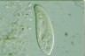 Paramecium caudatum