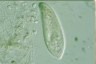 Paramecium caudatum