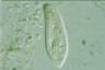 Paramecium caudatum