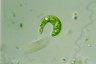 Euglena