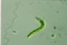 Euglena deses