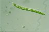 Euglena deses