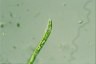 Euglena deses