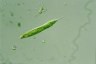 Euglena tripteris