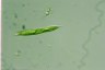 Euglena tripteris