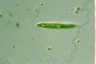 Euglena tripteris