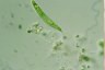 Euglena tripteris