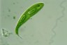 Euglena spirogyra