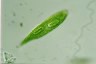 Euglena spirogyra