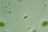 Euglena