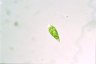 Euglena