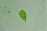 Euglena