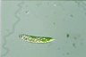 Euglena