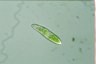 Euglena