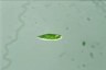 Euglena