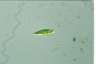 Euglena