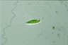 Euglena