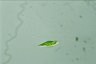 Euglena