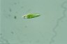 Euglena