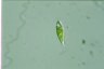 Euglena