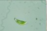 Euglena