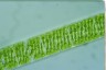 Spirogyra