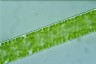 Spirogyra