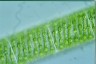 Spirogyra