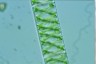 Spirogyra