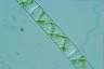 Spirogyra