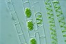 Spirogyra