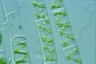 Spirogyra