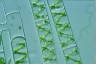 Spirogyra