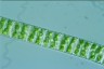 Spirogyra