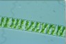 Spirogyra