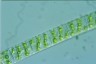 Spirogyra